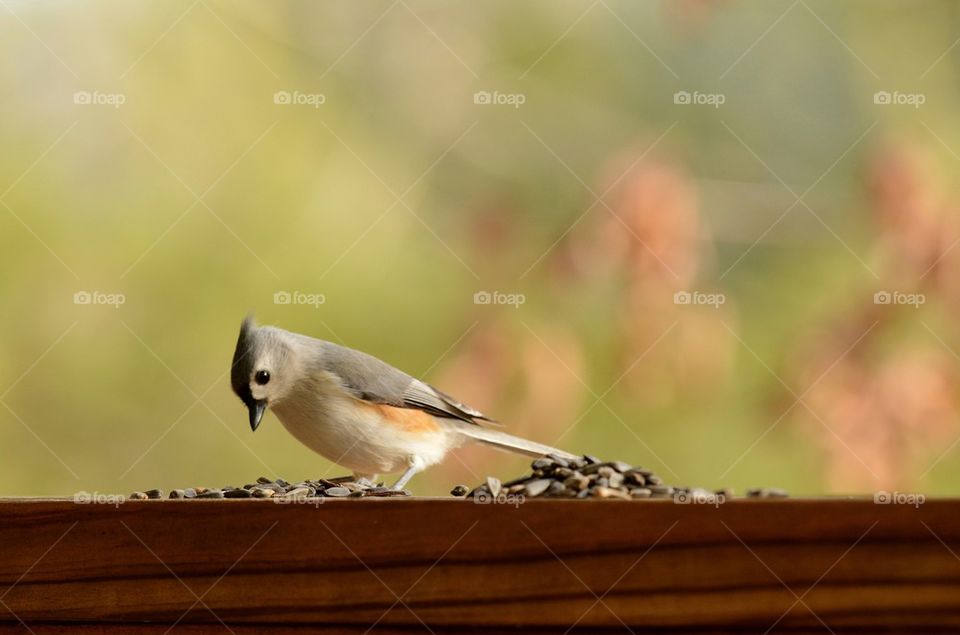 tufted titmouse choosing sunflower seeds 