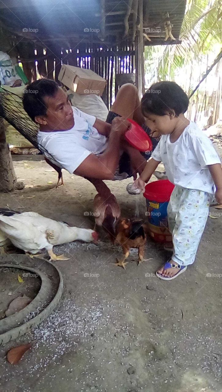 The baby loves the animals. Her father was with her as she feeds the chickens.