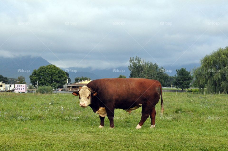 Bull on a Farm