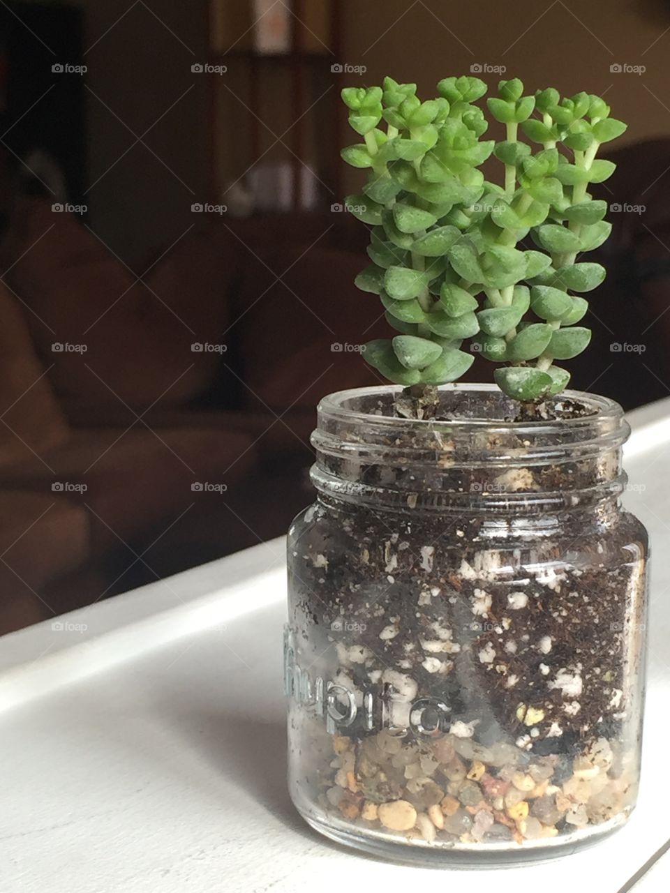 Tiny House Plant