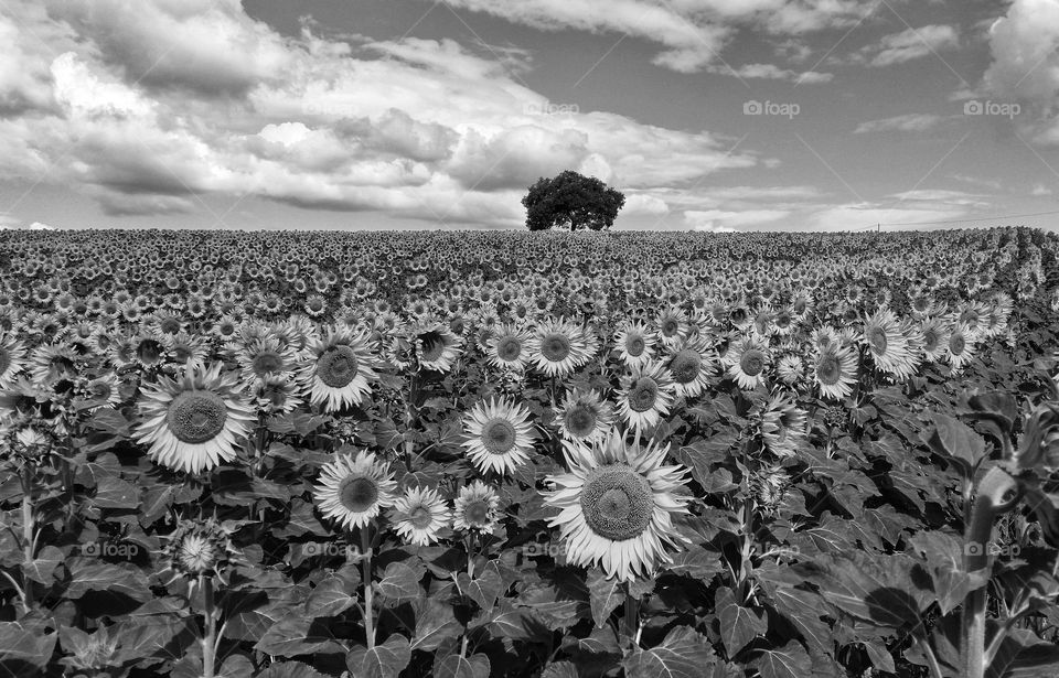 black and white photo of a lonely tree in a sunflower field