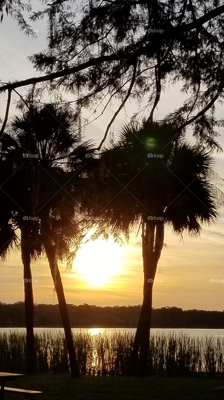 Sunset between the trees