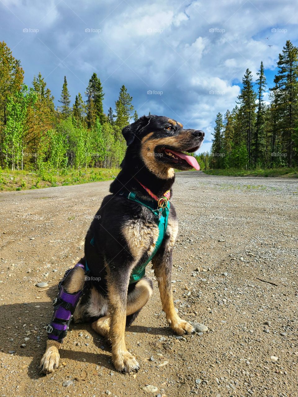 Dog walks under rainy skies