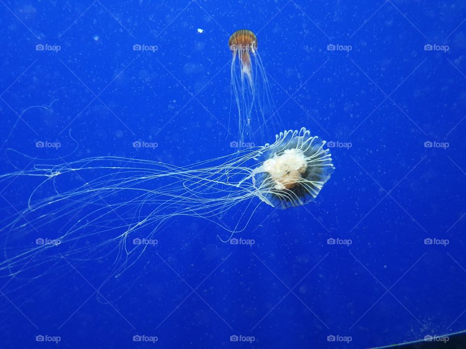 méduse médusa