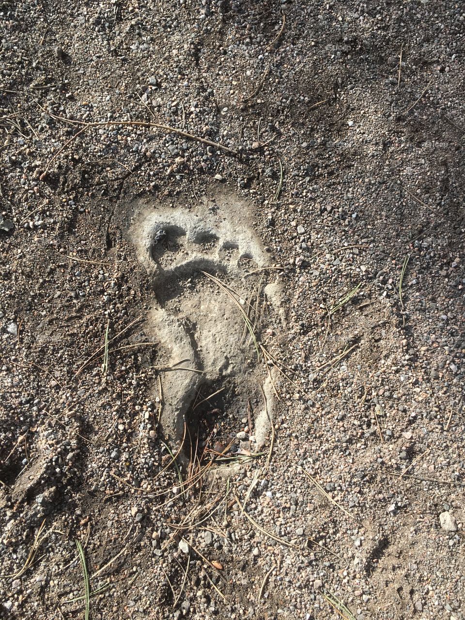 Bigfoot foot prints 