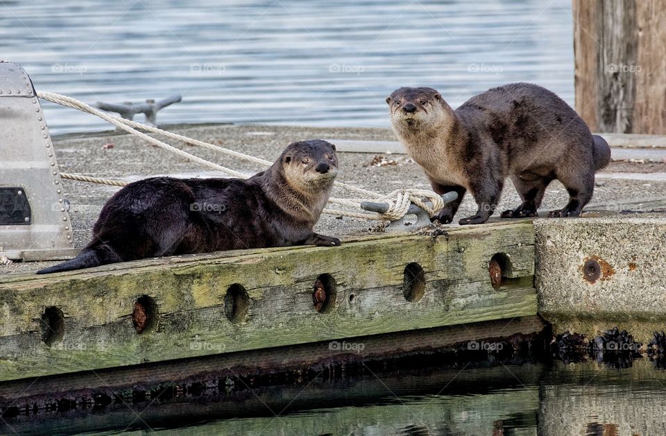 Two otters