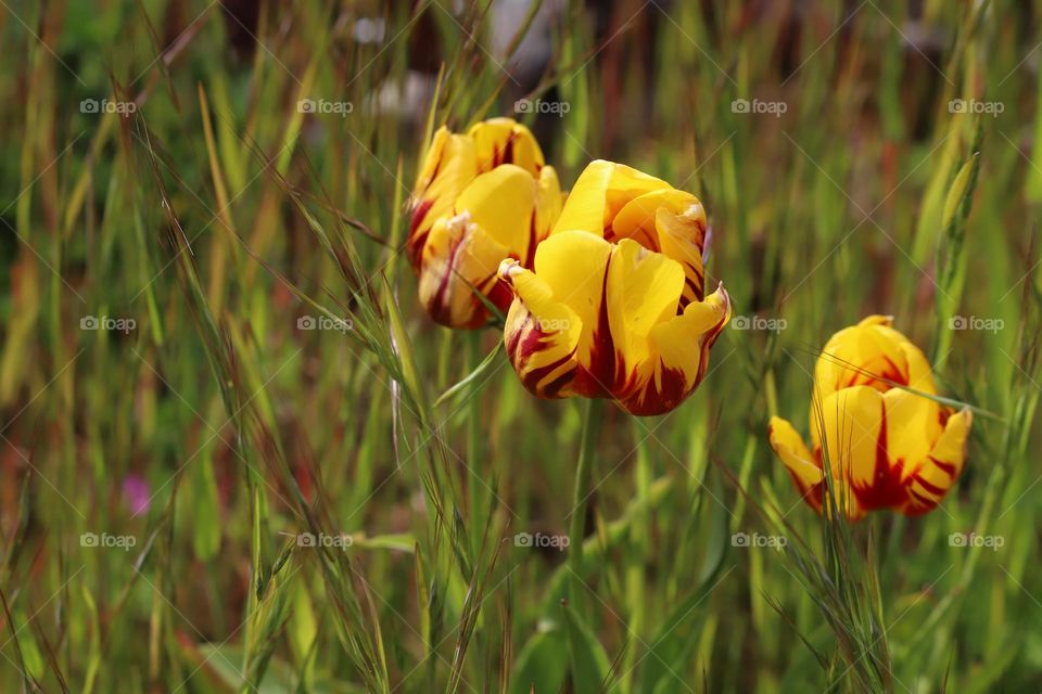 Colourful tulips among green grass 