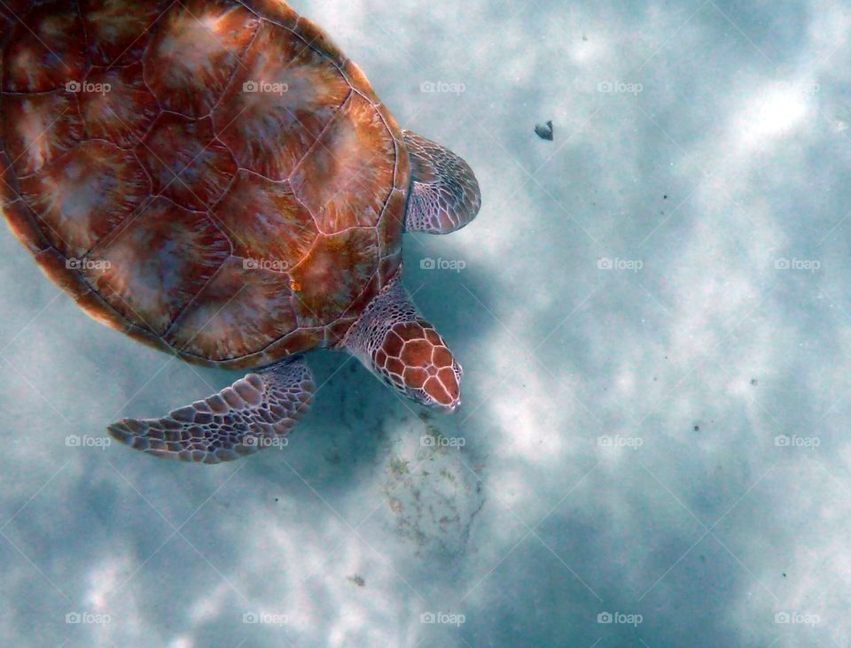 Sea turtle underwater 