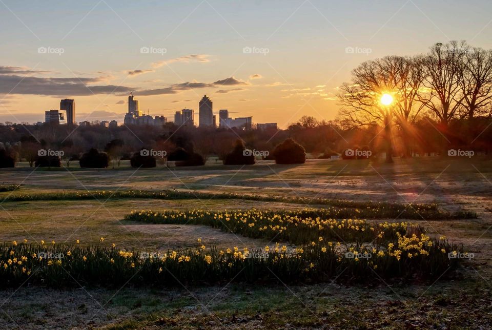 Sun rises over the City of Oaks, with a beautiful swath of daffodils winding towards the horizon. View from Dix Park. 