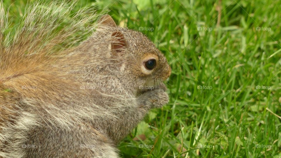 Squirrel close-up 