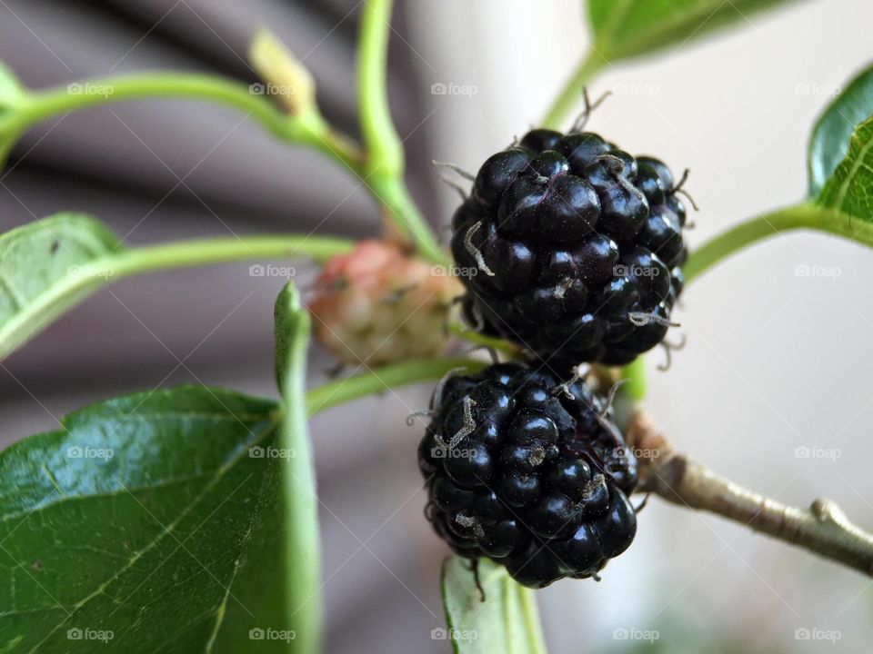 Blackberry growing on plant