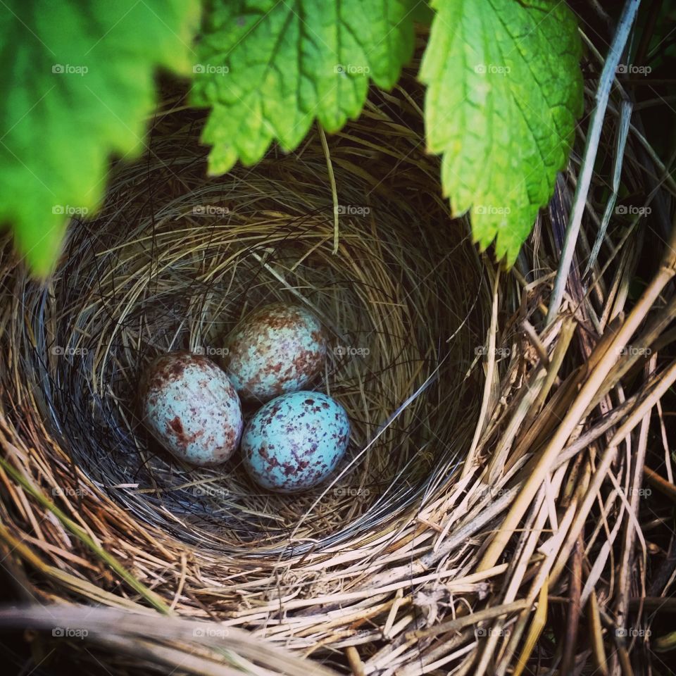 Robin's Egg. A little robin nest found nestled inside a patch of raspberries
