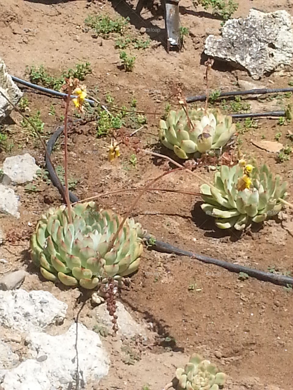 suculent cactus in california
