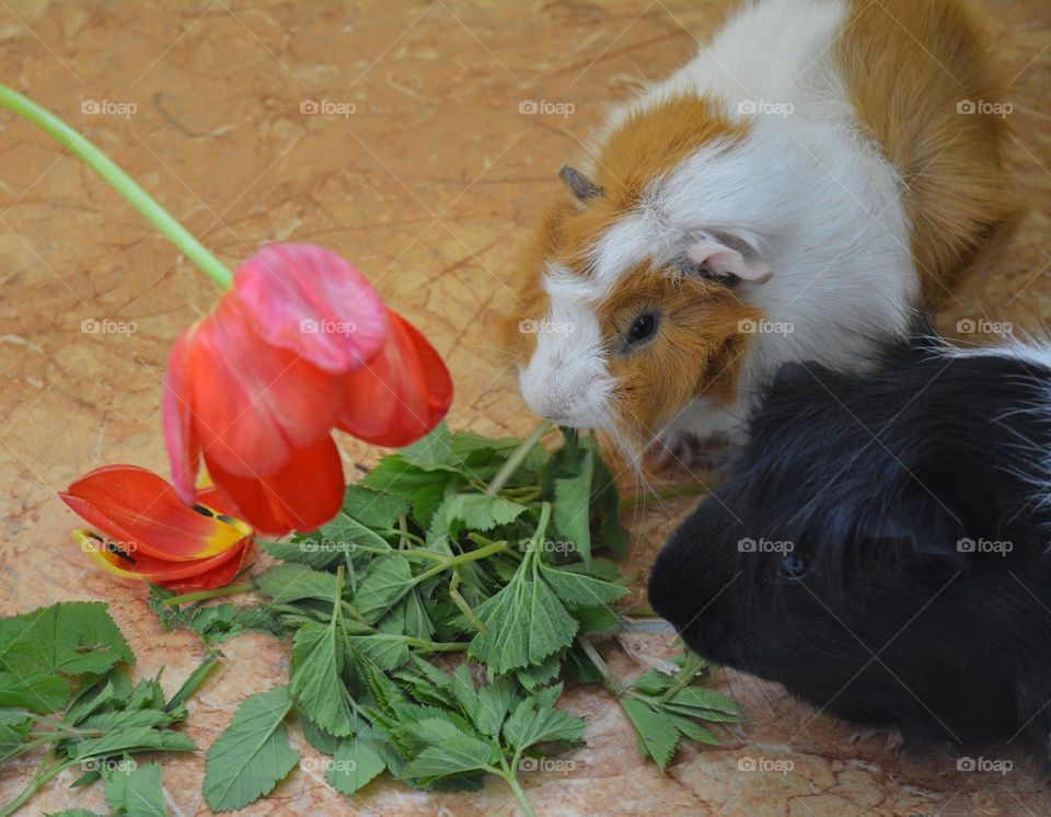 two guinea pigs eating green leaves and tulip flowers spring time