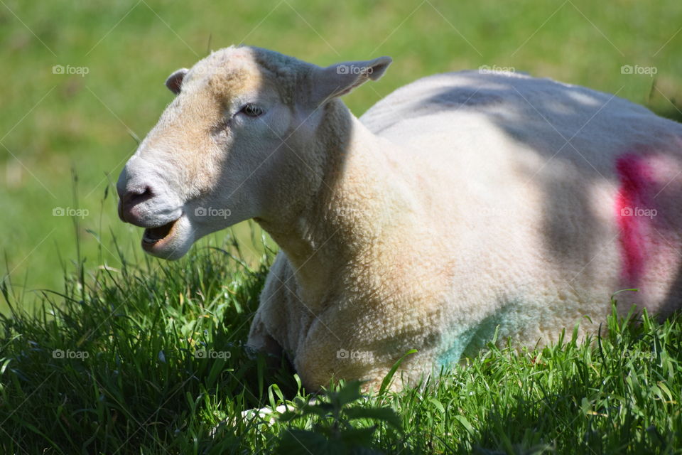 Sheep sat chewing grass