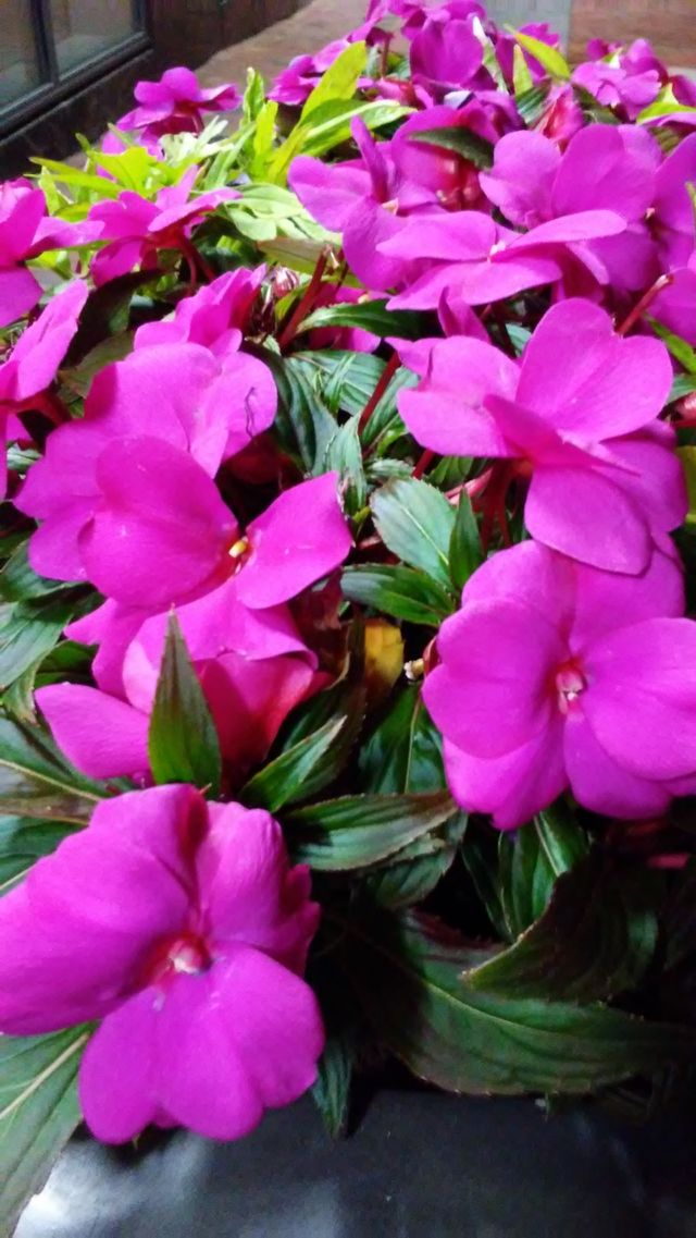 evening flower beauty