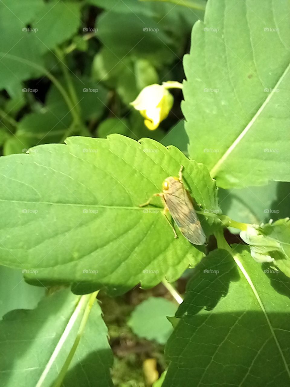 green on green. the tiny bug