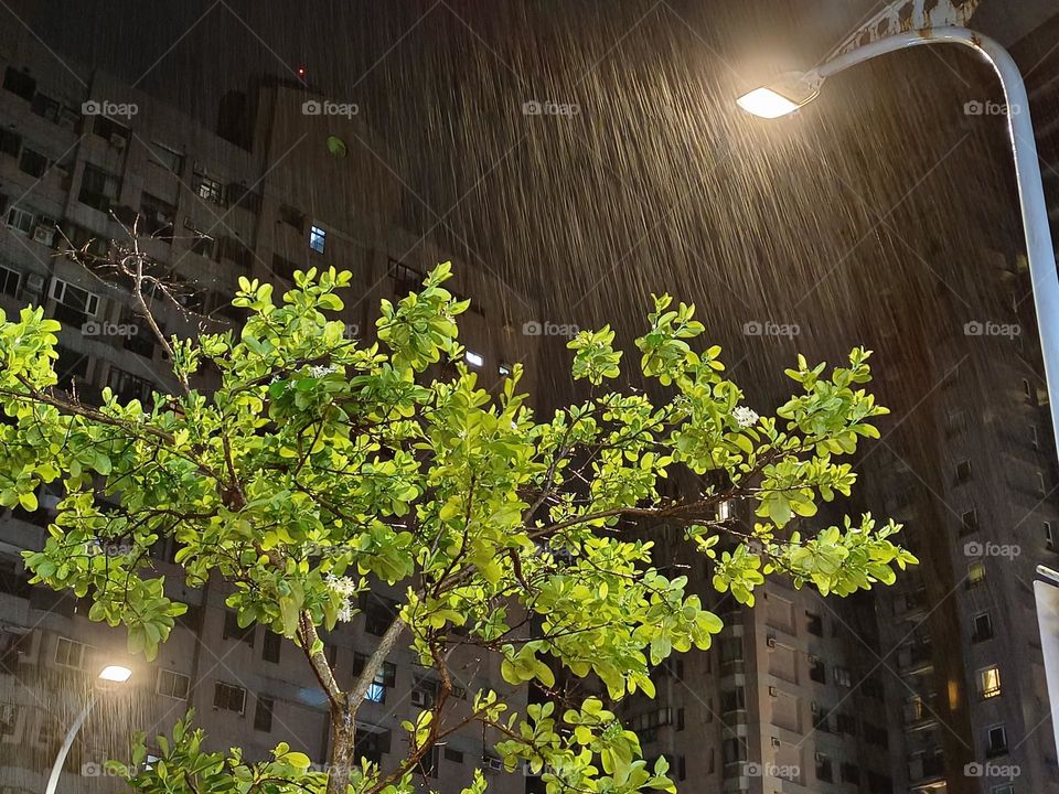 Chinese Fringe-tree in the rain
