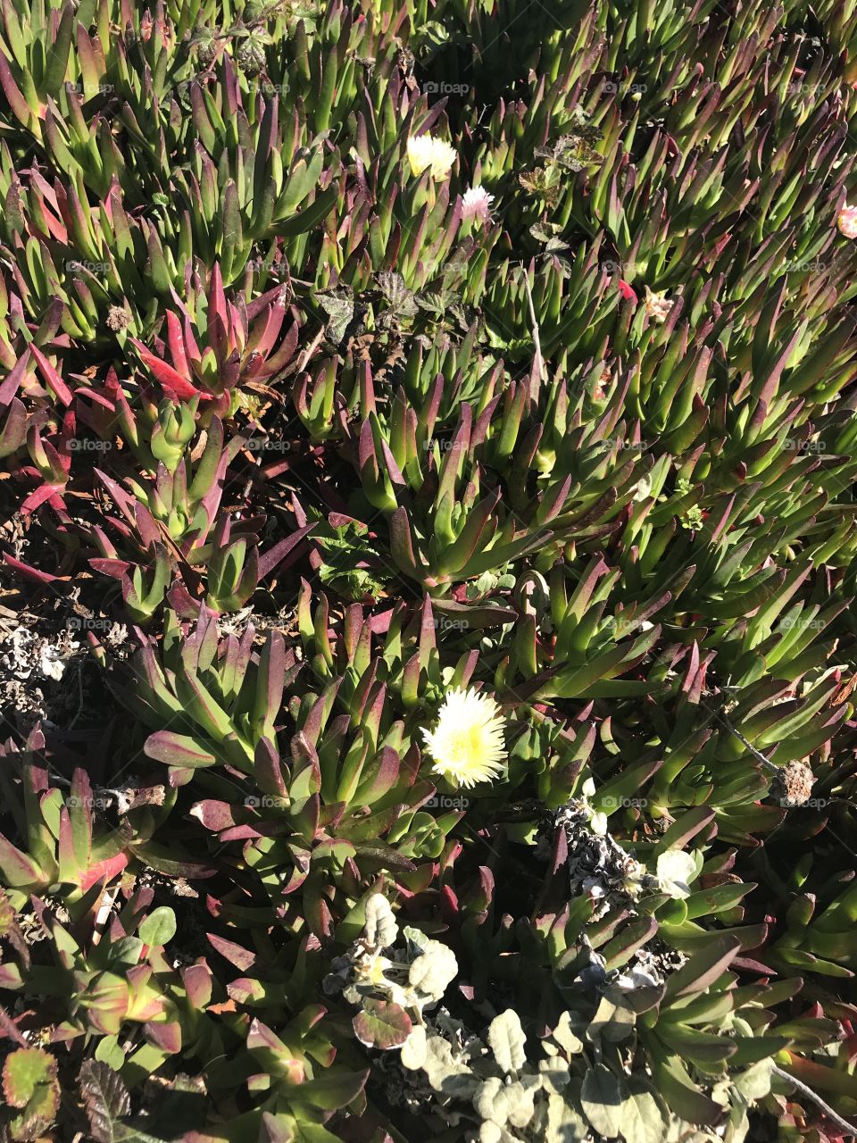 California flower Point Reyes 
