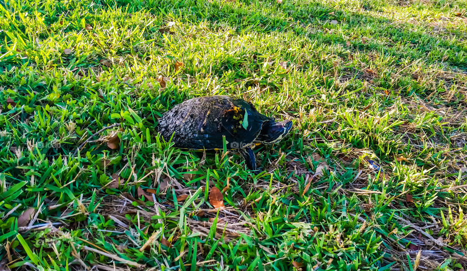 young tortoise taking the morning
 sunshine camouflage with the grass