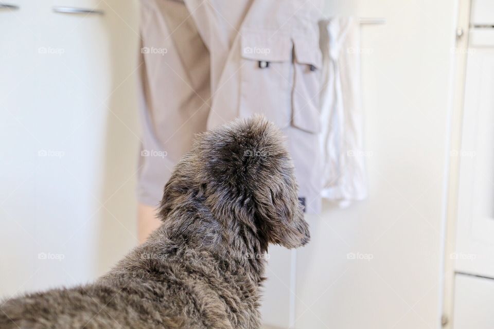 Dog in the kitchen begging for food