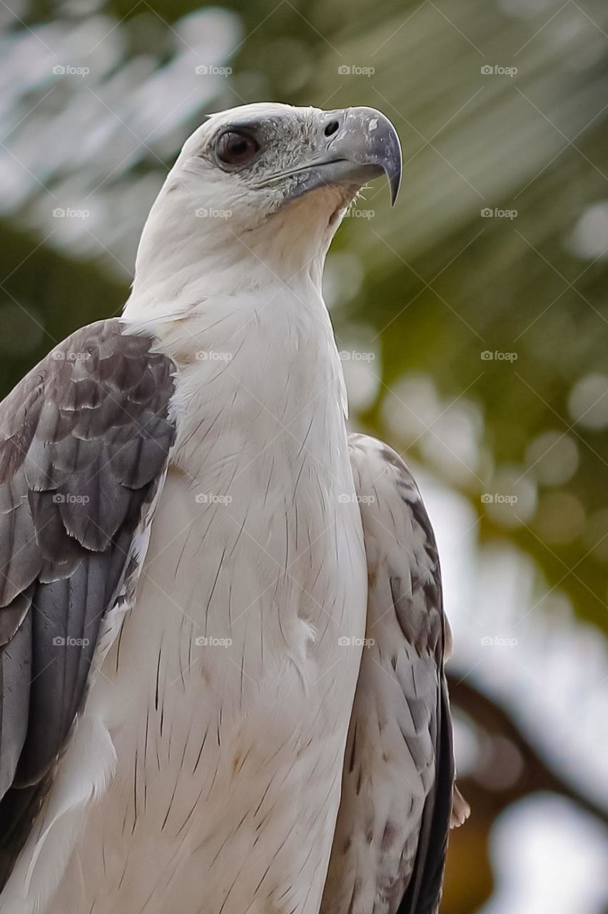 exotic wild sea eagle