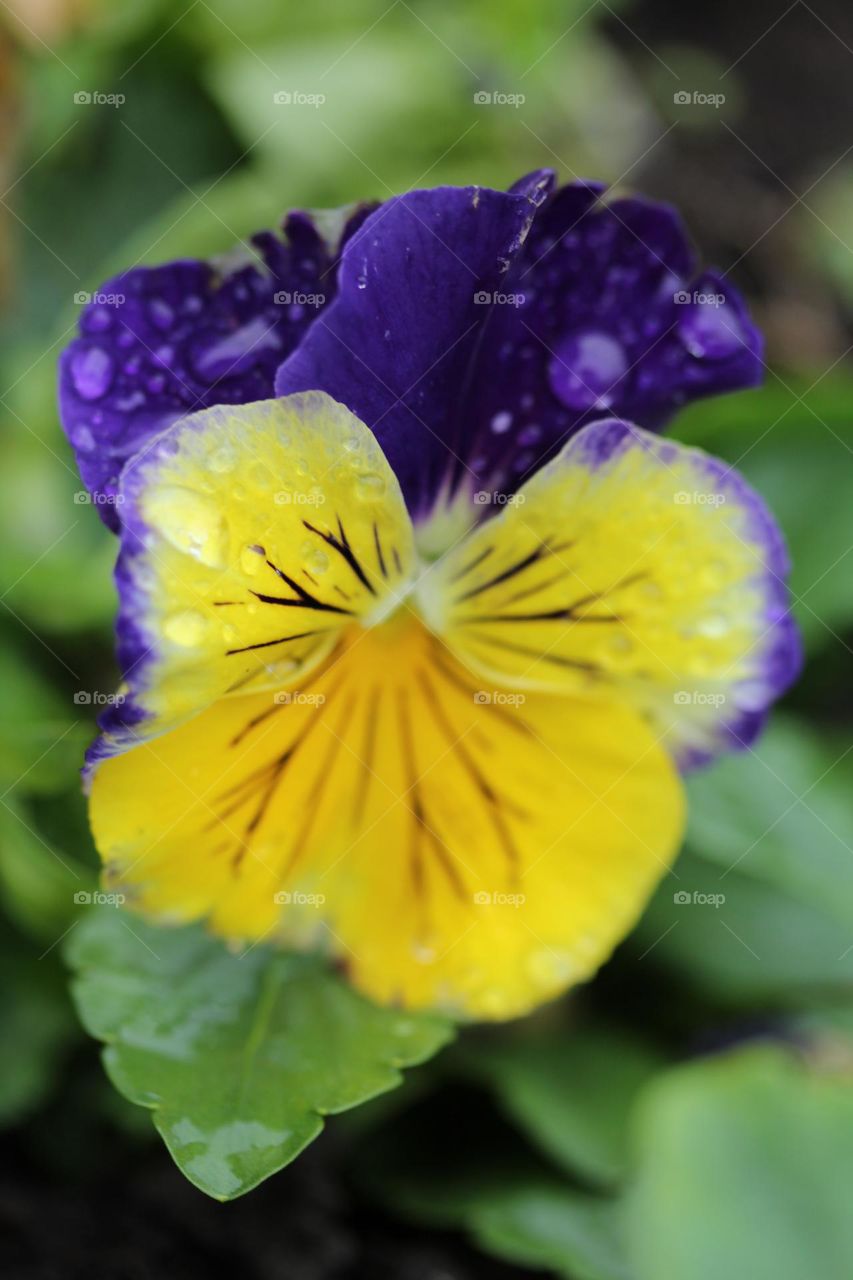 Dropletes of water on the flower