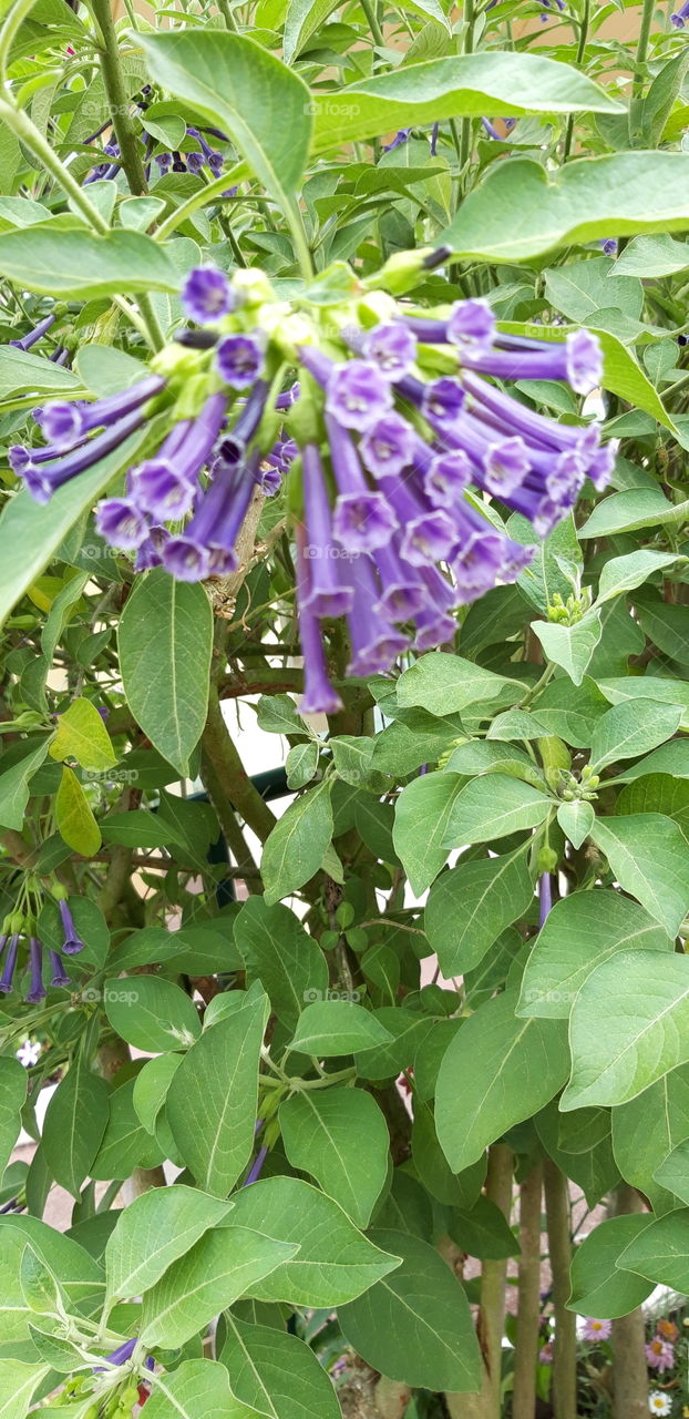 flowers in Bagnoles Normandy