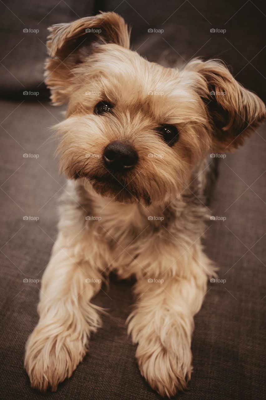 Yorkshire Terrier - Name: Sclipi - he likes photo shooting