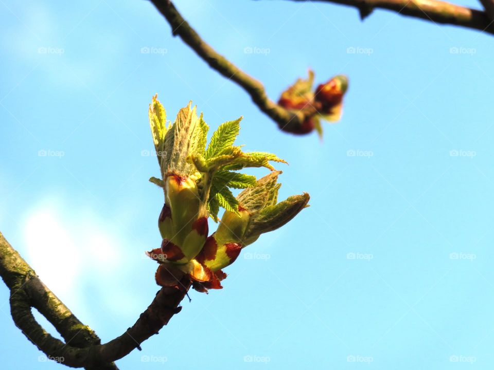 Spring bud