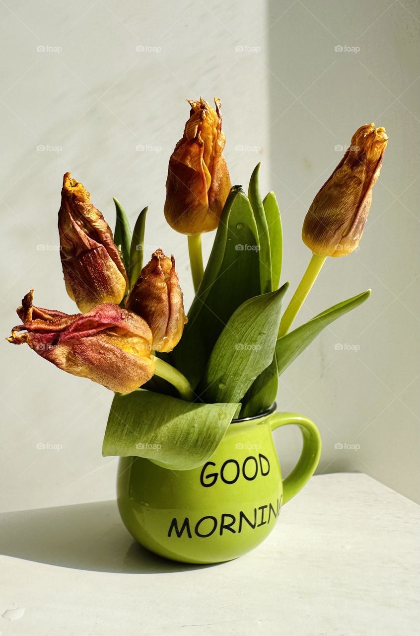 Delicate tulips in a cup