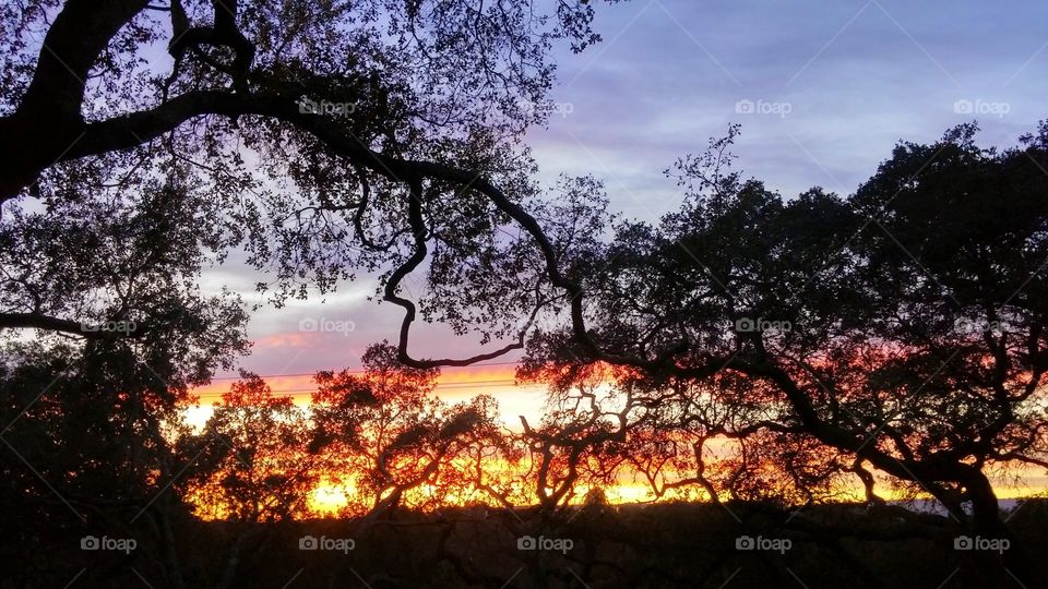 oak tree sunset