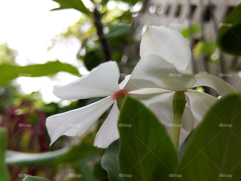 underneath the periwinkle