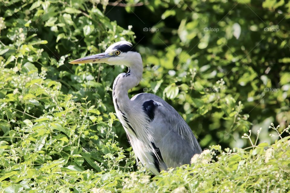 Grey heron