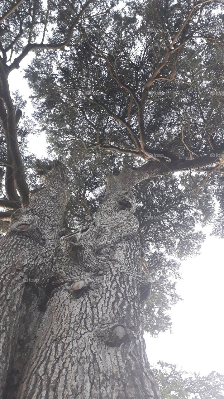 great old oak tree
