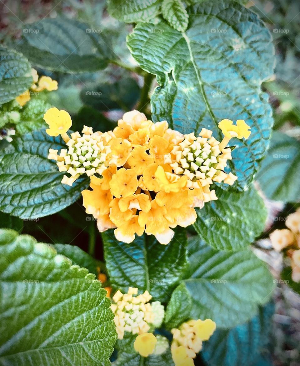 🌹 🇺🇸 Very beautiful flowers to brighten our day.  Live nature and its beauty. Did you like the delicate petals? / 🇧🇷 Flores muito bonitas para alegrar nosso dia. Viva a natureza e sua beleza. Gostaram das pétalas delicadas? 