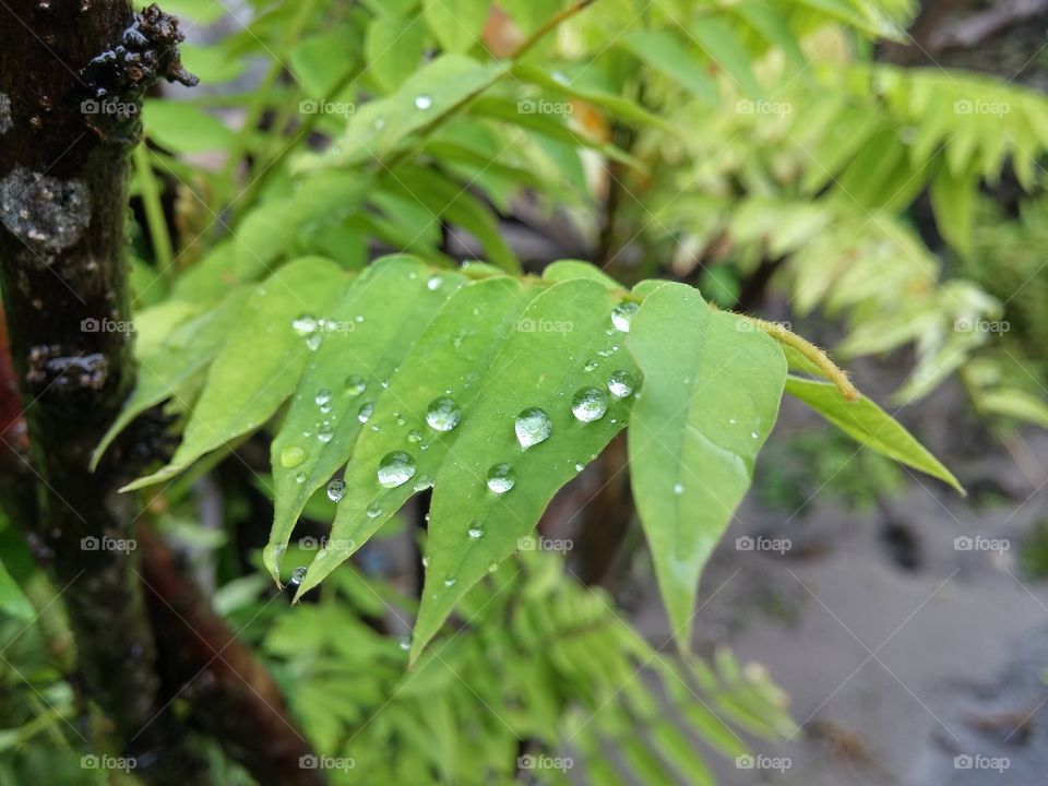 Leaf rain drops