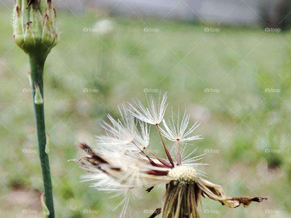 Dandelion,plant