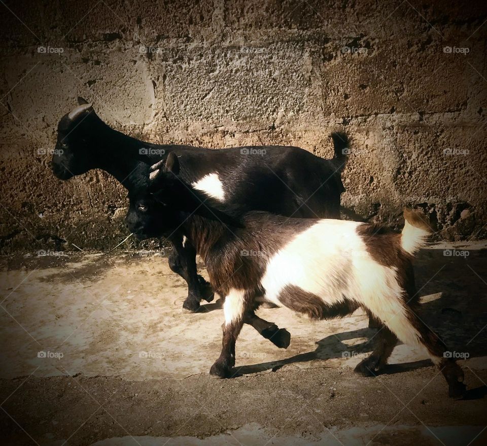 i want to sell this photo because i saw that there is some sort of unity these animals portray.