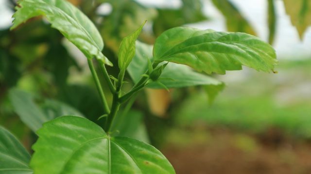 portrait of a plant