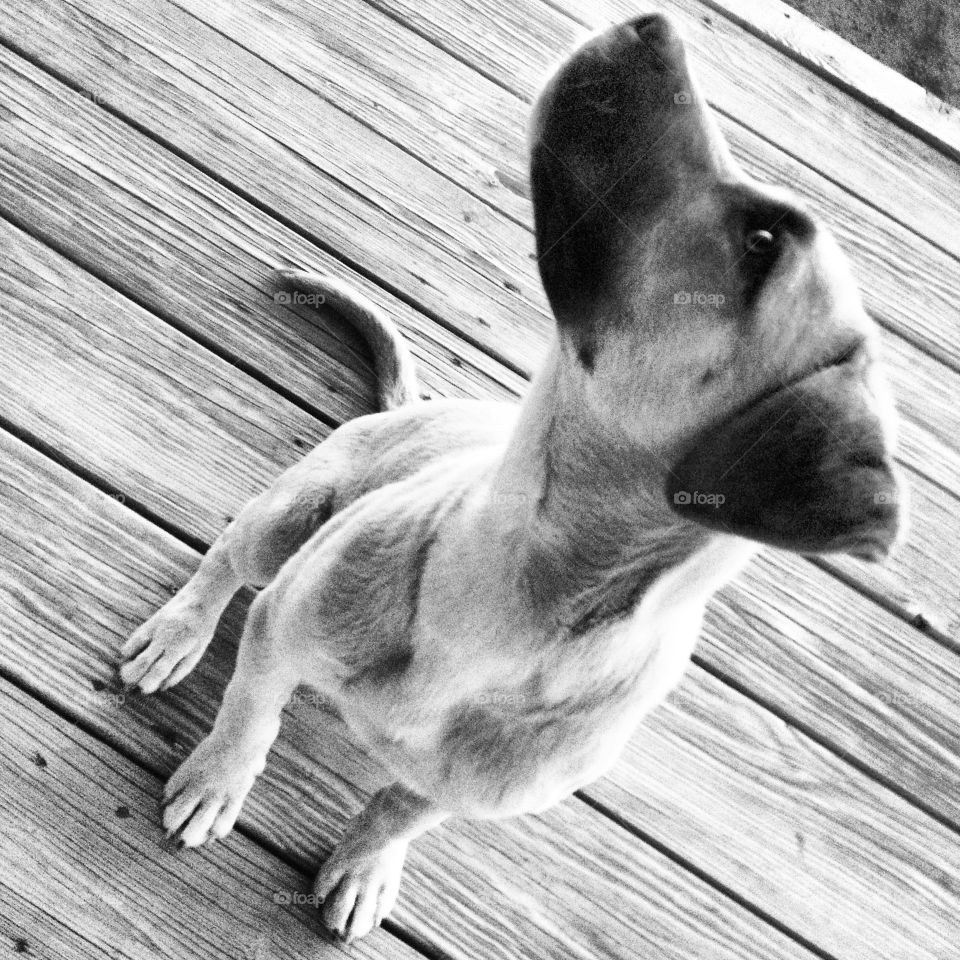 Black and white dog posing dramatically on the porch.