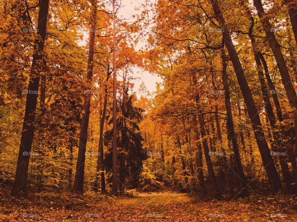 Fall, Wood, Tree, Leaf, Landscape