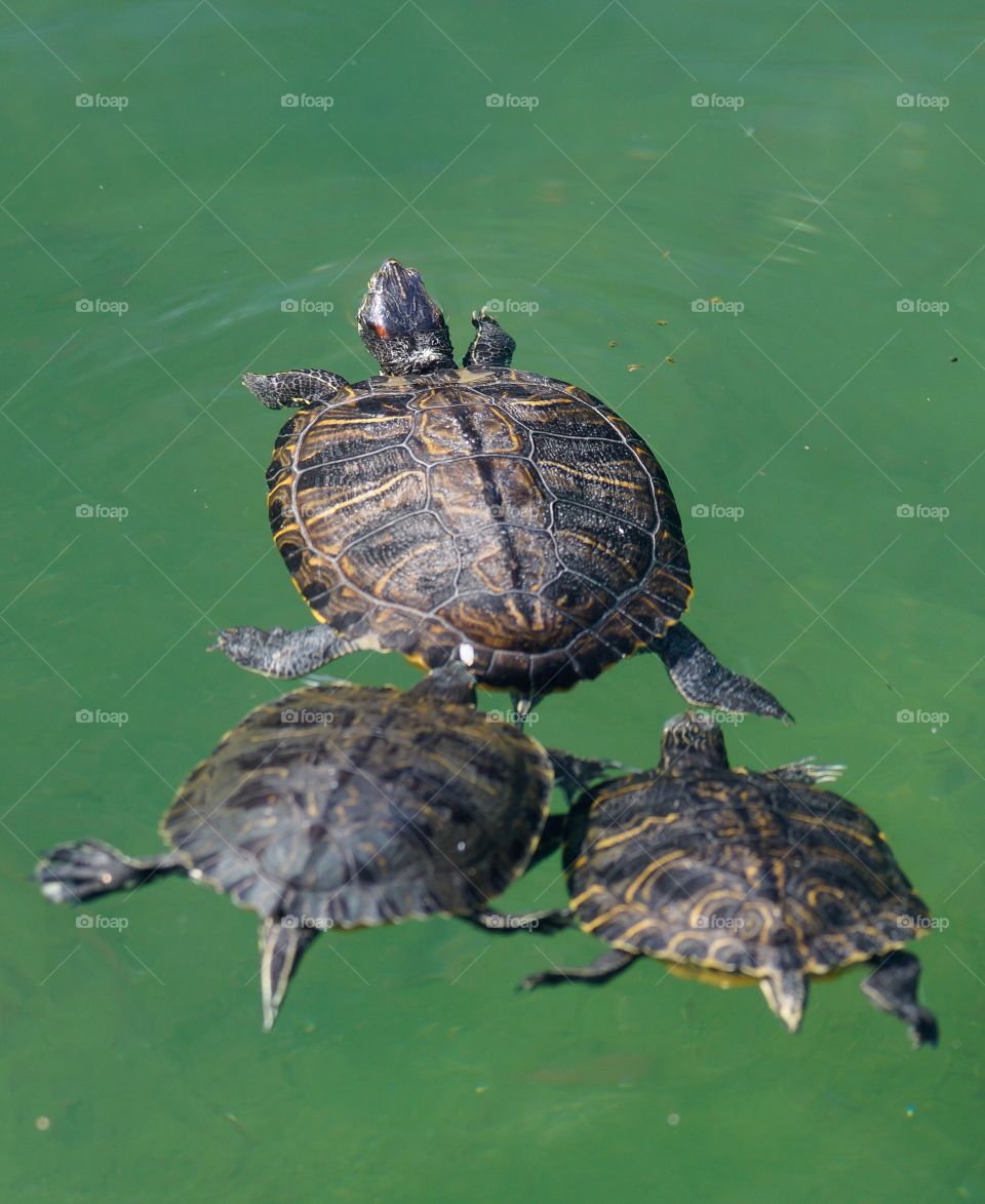 Turtle and babies