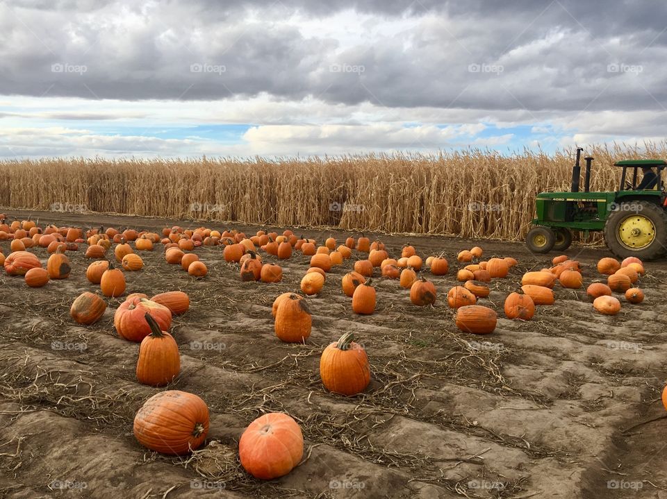 Pumpkin patch 