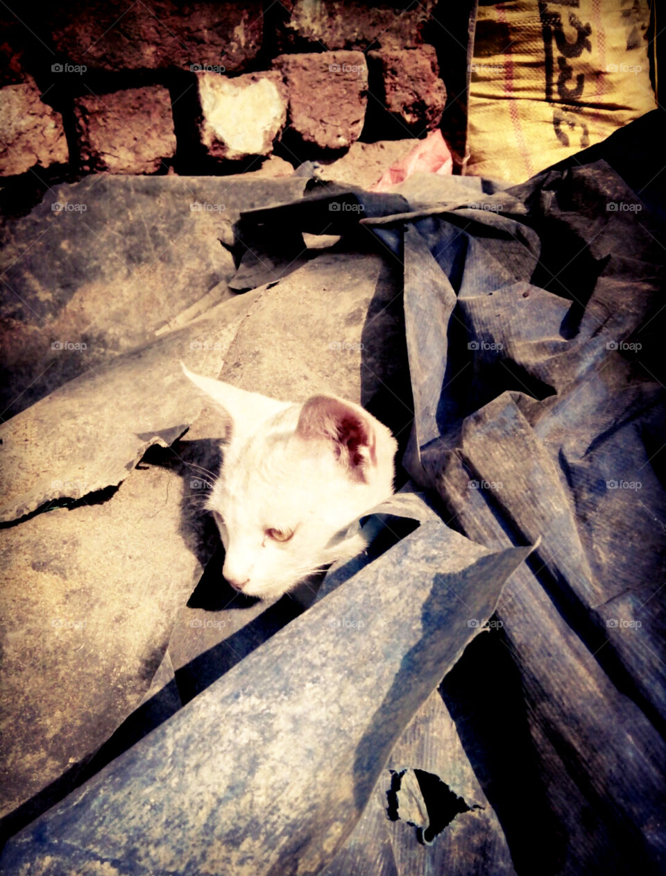 good cat photo,good colour photo of cat,real photo of cat,natural photo of cat,no. 1 photo of indian cat photo,best photo of cat kid,wonderfull photo of white cat for you,best photo of cat,nice white cat photo,indian good white cat photo