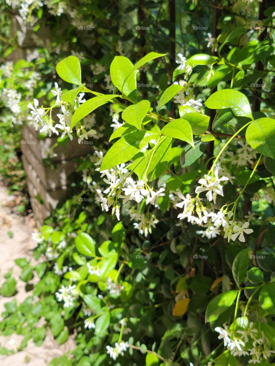 Spring time in the desert