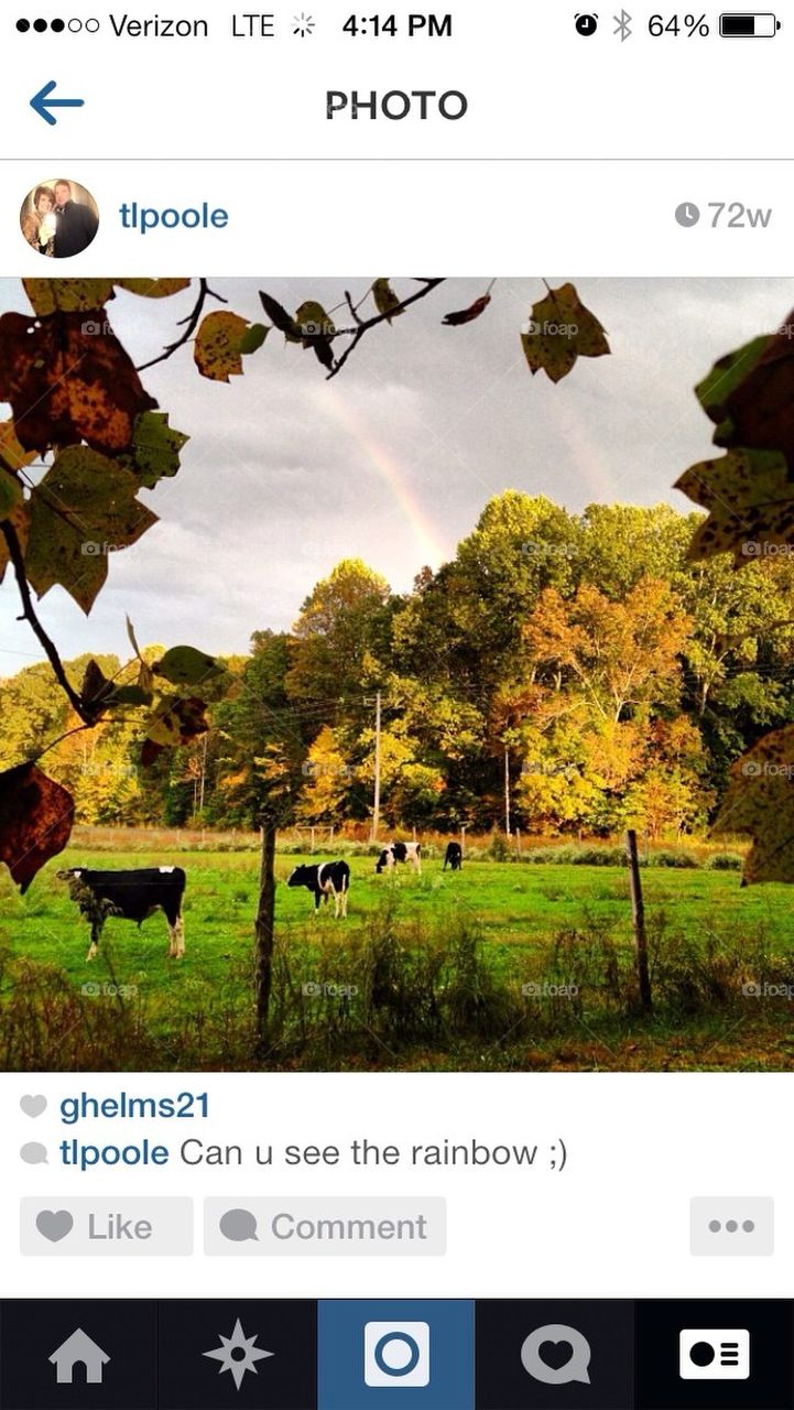Rainbow pasture