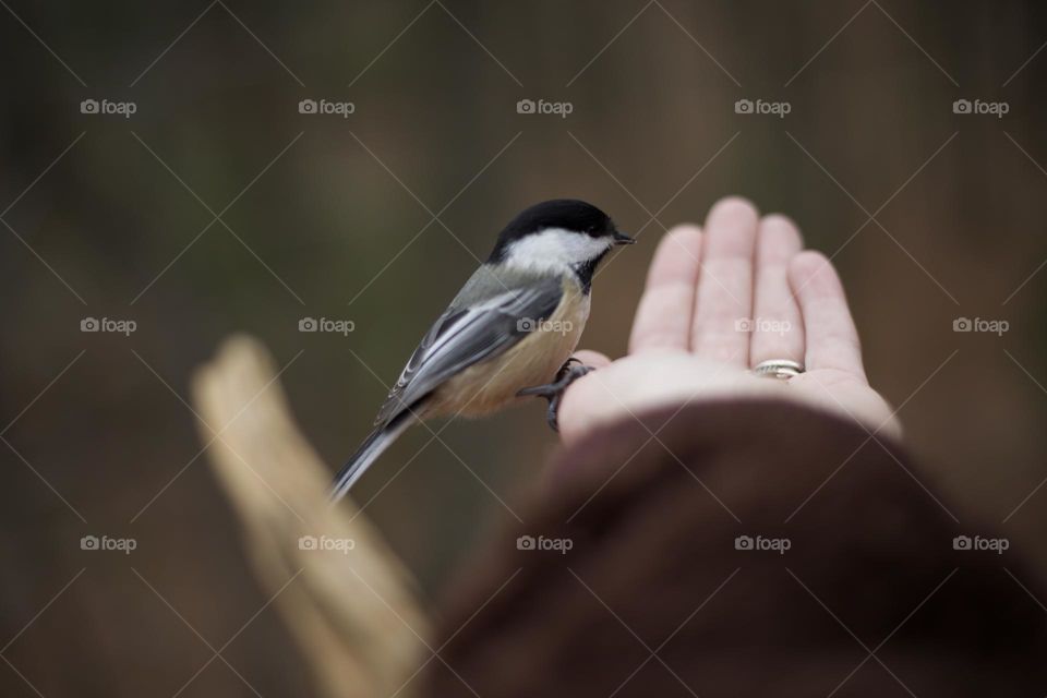 Black Capped Chickadee coming by to say Hi