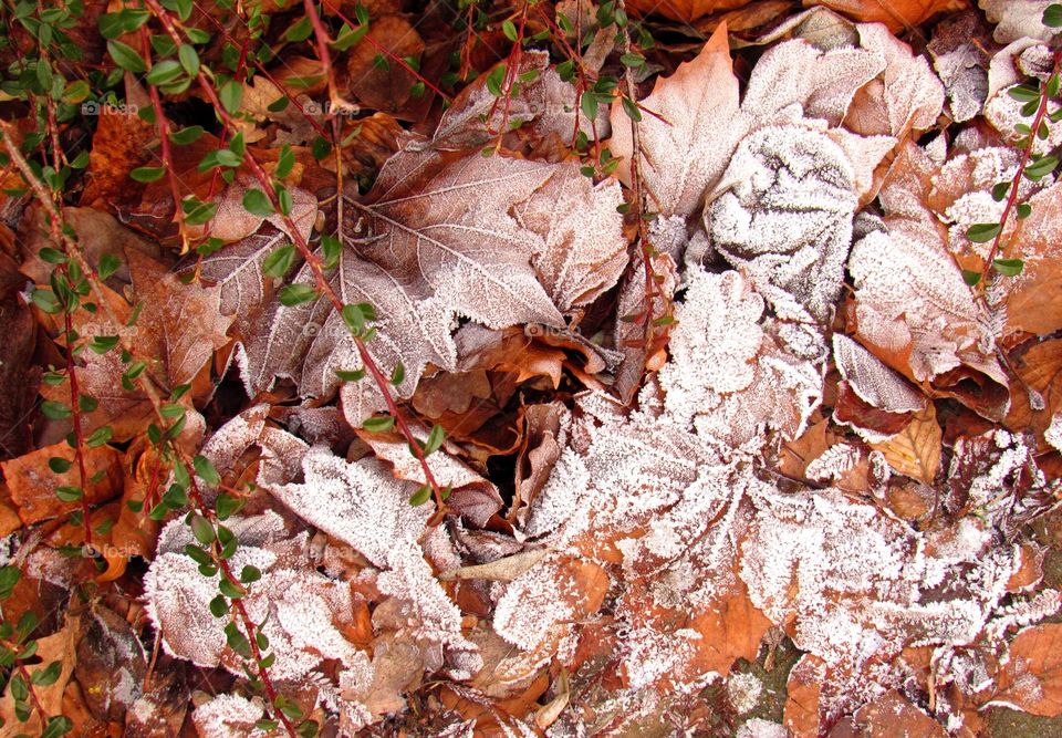 Close-up of a frost covered fallen leaves