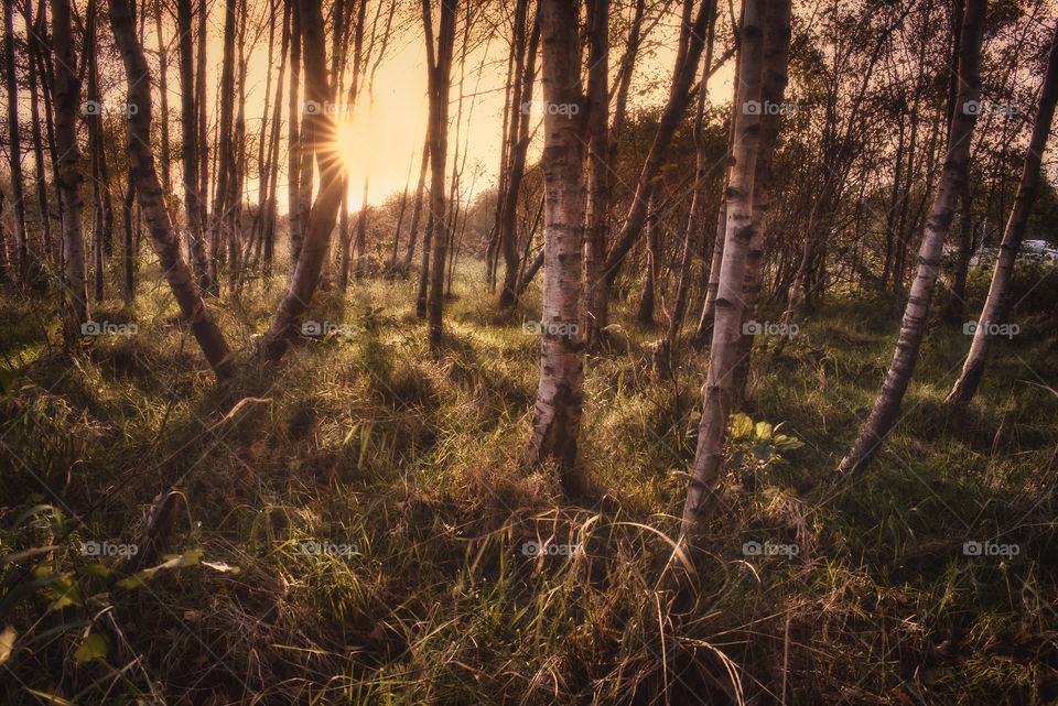 Forest sunset